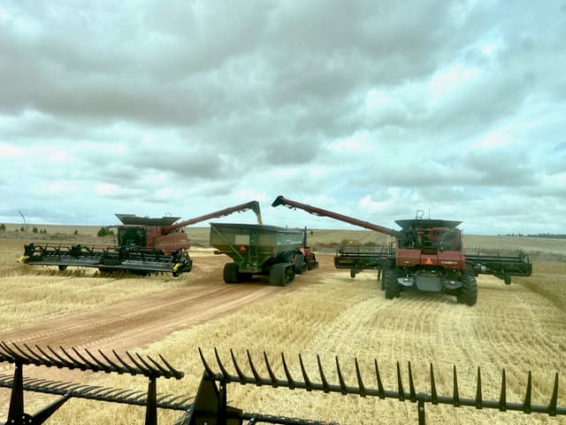 Combines harvesting grain